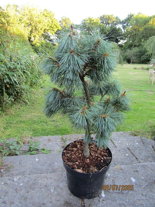 Pinus monticola snow white 15L 70-80cm Pinus monticola snow white 15L 70-80cm