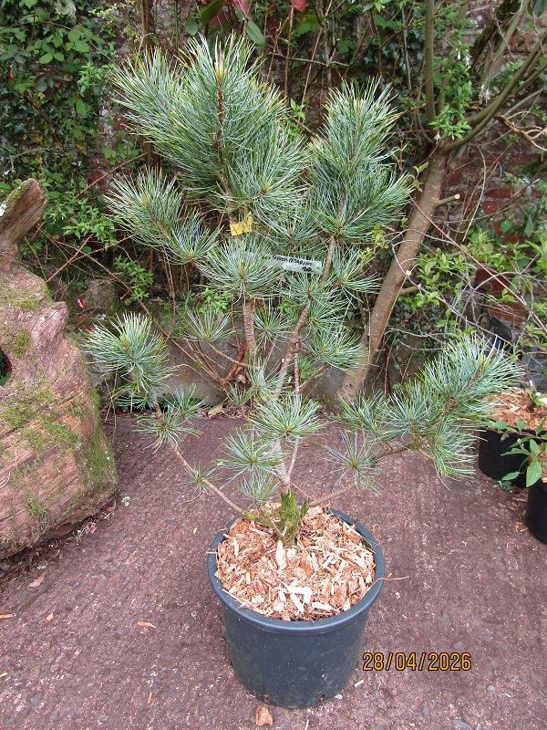 Pinus flexilis cessarini blue 20L 88-100x60cm EXACT ITEM