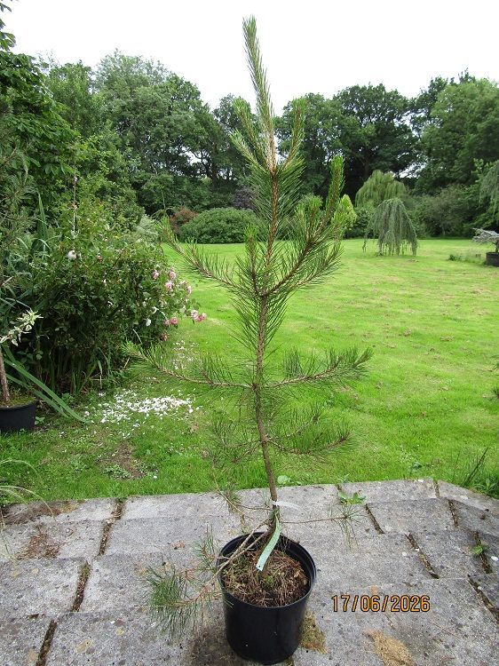 Pinus taiwanensis 7.5L 125-135cm