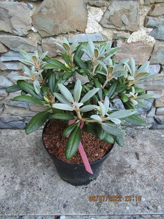 Rhododendron yakushimanum 'Koichiro Wada' 25-35x45 has flowered, pink-white