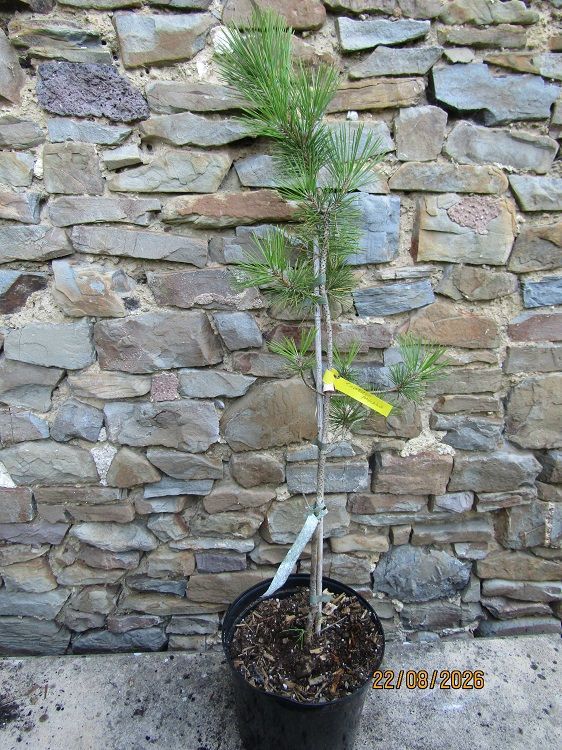 Pinus thunbergii mikawa, rough bark Japanese black pine, 7.5L 90-100cm from seed