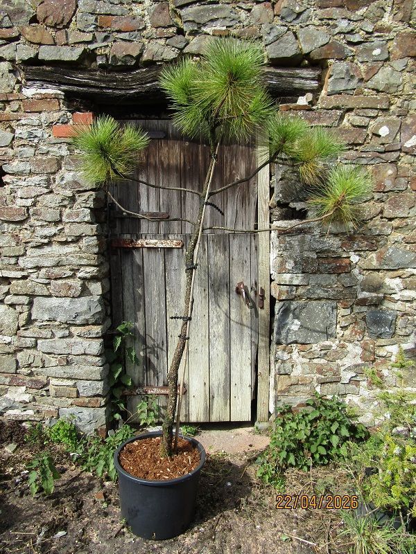 Pinus montezumae, montezuma pine,  43L 185-195x130cm iro 25yrs old EXACT ITEM OFFER