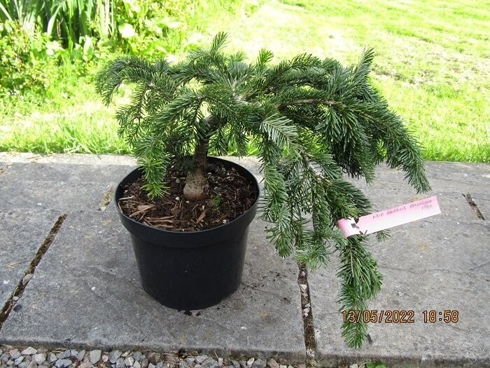 Abies amabilis spreading star 10L 30-35x70cm spread