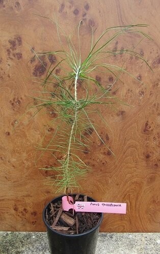 Pinus torreyana, Torrey pine 1.4L rose pot 20cm , from seed