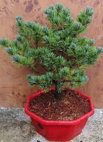 Pinus parviflora kin-po, 28cm hex dish 55-60x65cm EXACT ITEM OFFER