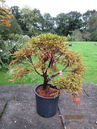 Cryptomeria japonica globosa nana, 9.5L 60-65x75cm EXACT ITEM OFFER UNDER REVIEW