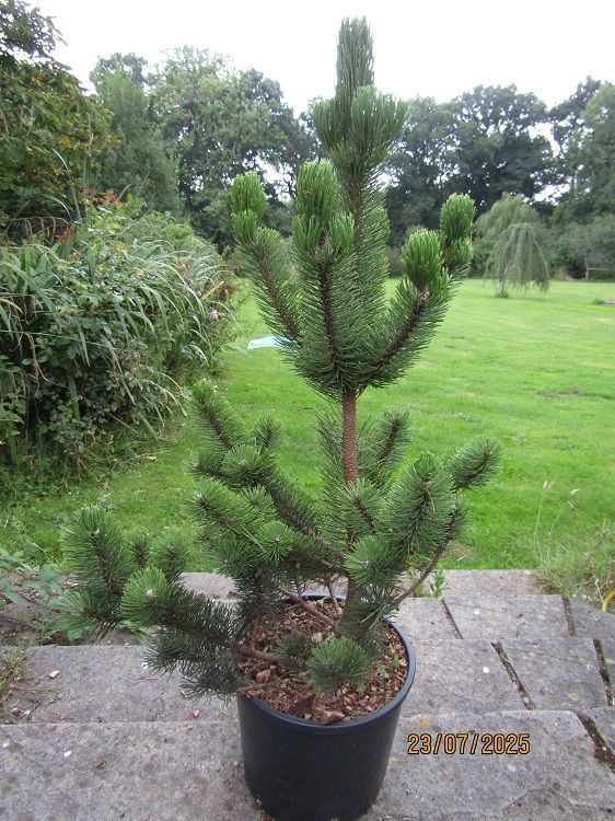 Pinus nigra oregon green 15L 97-105