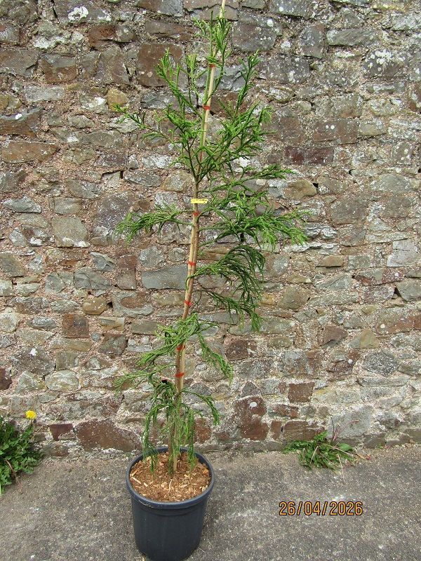 Cryptomeria japonica rasen sugi, 20L 178-190x up to 70cm