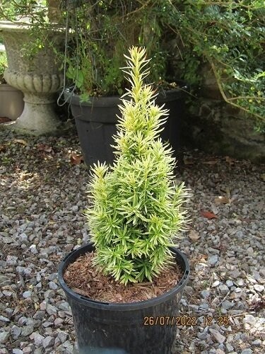 Taxus baccata icicle 2L 40-50cm please email the office UNDER REVIEW Taxus baccata icicle 2L 40-50cm please email the office UNDER REVIEW