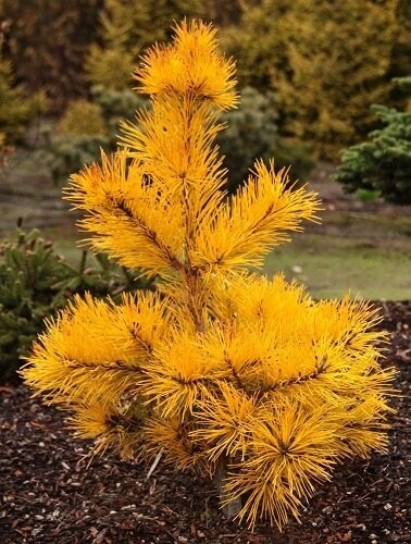 Pinus pungens custers locks 7.5L 55-65cm additional summer photo of exact item UNDER REVIEW