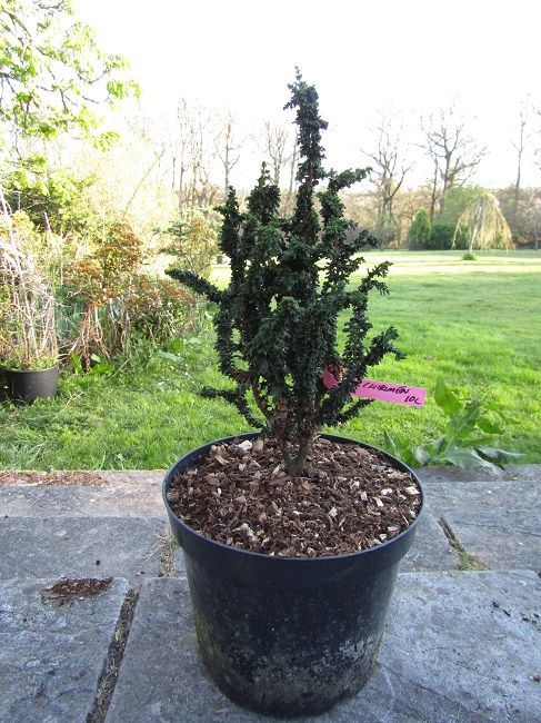 Chamaecyparis obtusa chirimen 10L 53-55cm