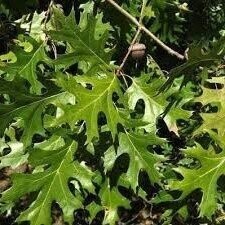 Quercus shumardii 65-75cm UNDER REVIEW