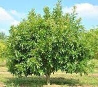 Quercus palustris swamp pygmy, 50-55cm UNDER REVIEW