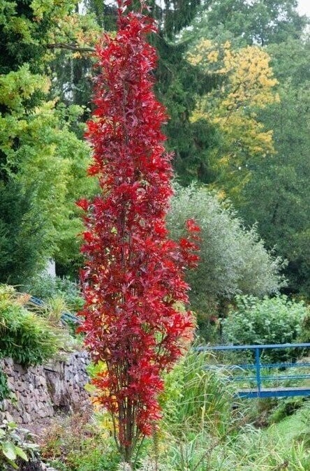 Quercus palustris green pillar 3L 120-130cm whip