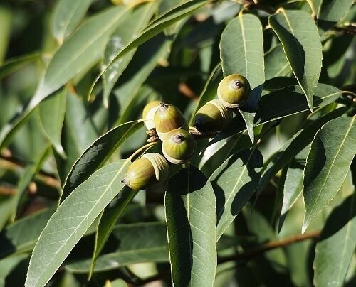 Quercus myrsinifolia, bamboo leaf oak 7.5L 125-130cm whip EXACT ITEM OFFER