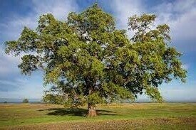 Quercus lobata, the valley oak, 5L 120-130cm