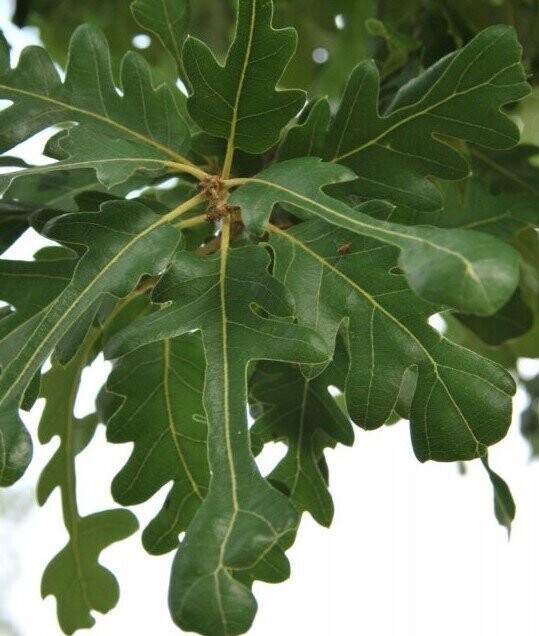 Quercus hispanica diversifolia 90-120cm