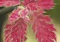 Quercus kelloggii, California black oak 100-125cm whip