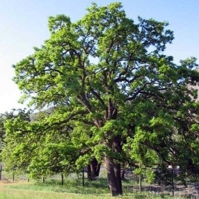 Quercus garryana, Oregon oak, 90-120cm