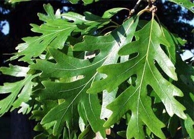 Quercus alba, white oak 5L 110-120cm