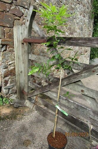 Quercus imbricaria, Shingle oak, 5L 120-150cm Quercus imbricaria, Shingle oak, 5L 120-150cm