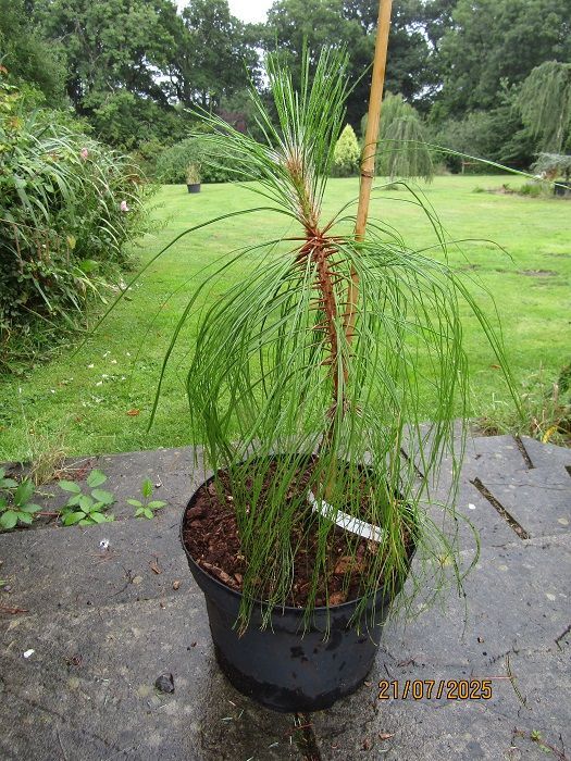 Pinus montezumae  10L 60-70cm exact item