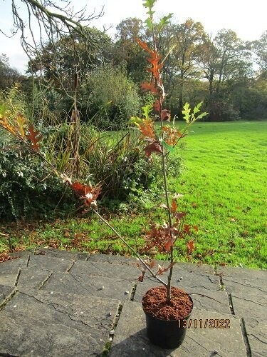 Quercus texana new madrid 5L 120-140cm UNDER REVIEW