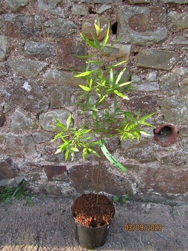 Quercus phellos, willow oak 3L 70-80cm