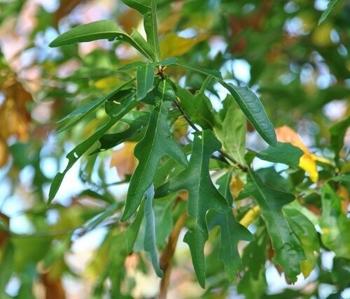 Quercus nigra, water/duck oak 7.5L 150-160cm