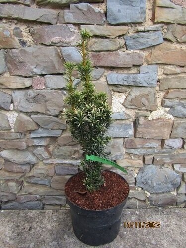 Taxus baccata snow lady 5L 80-90cm please email the office UNDER REVIEW