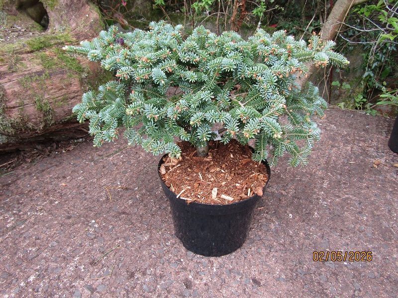 Abies koreana blue magic 10L 32-35x65cm