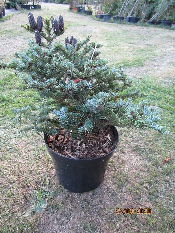 Abies koreana blue magic 10L 47-55x60cm Abies koreana blue magic 10L 47-55x60cm