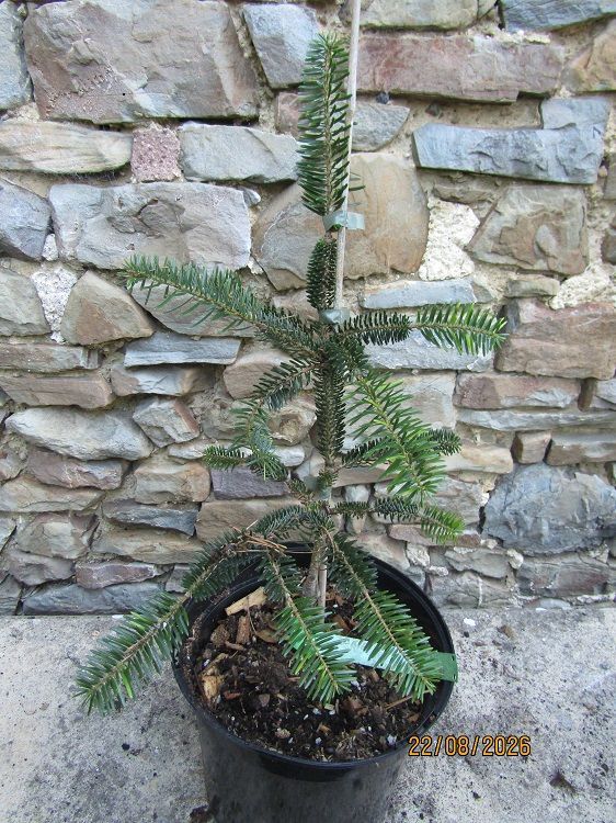 Abies borisii-regis, Bulgarian fir 5L 46-50cm