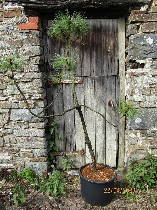 Pinus montezumae, montezuma pine, 43L 175-190x130cm iro 25yrs old