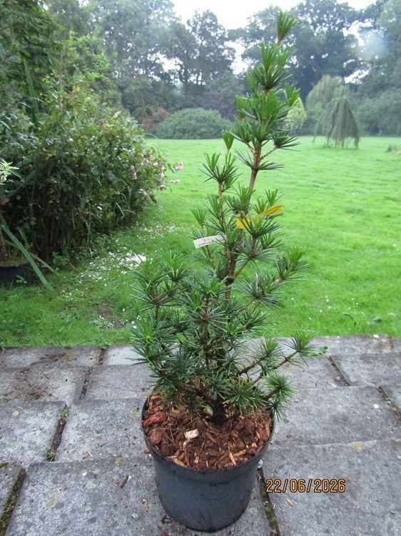 Sciadopitys verticillata green diamond  10L 80-90cm