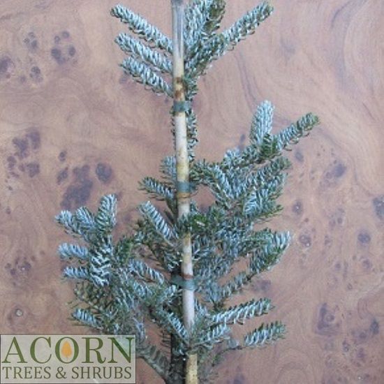 Abies koreana frosty 10L 65-75cm