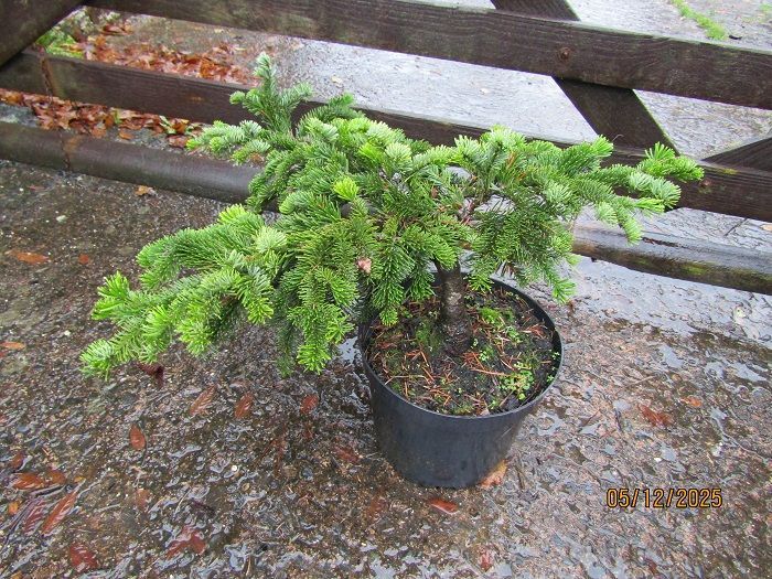 Abies amabilis spreading star 10L 35-40x72cm spread