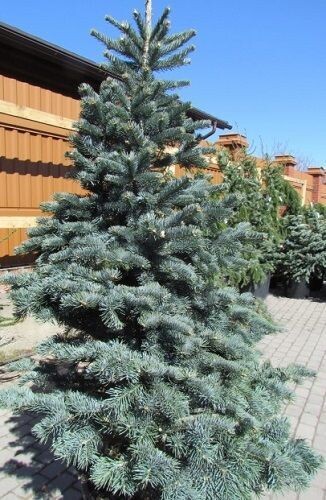 Abies lasiocarpa argentea 7.5L 62-70cm