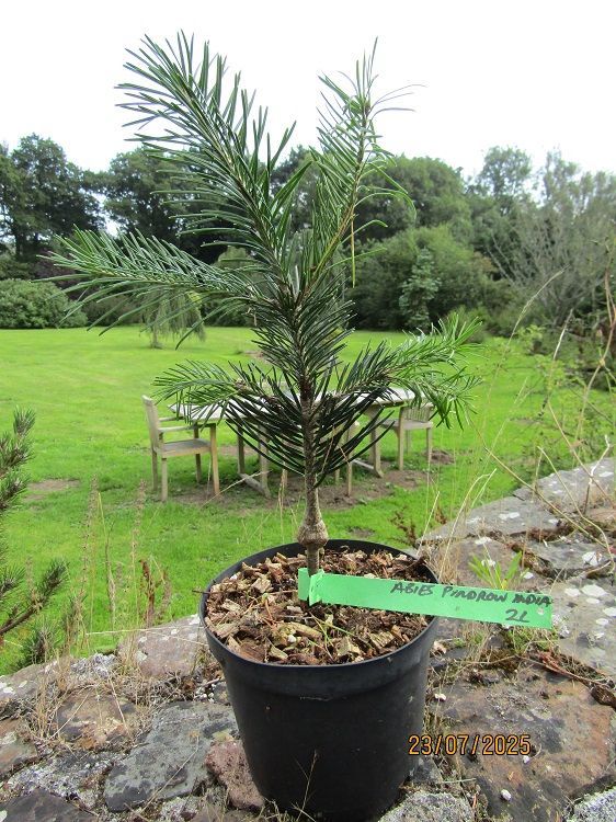 Abies pindrow (Indian provenance), West himalayan fir  35-45cm