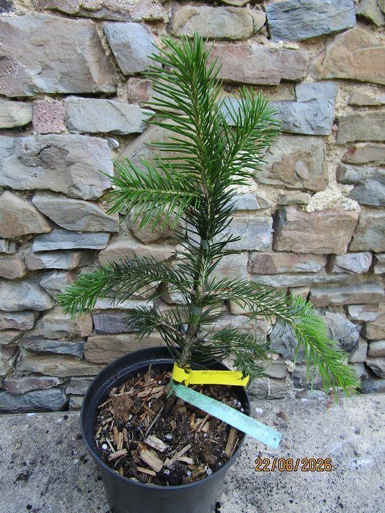 Abies pindrow , West himalayan fir  45-50cm