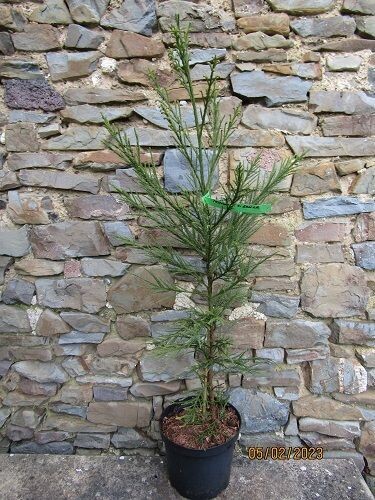 Cryptomeria japonica gracilis, 12L 120-130xup to 85cm