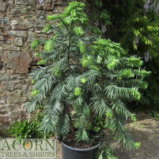 Wollemia nobilis 35L 140-150x up to 130cm excluding pot height, please email the office, iro 20yrs old EXACT ITEM OFFER