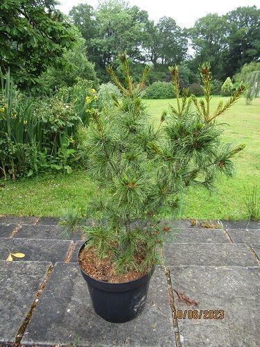 Pinus parviflora Himburgii 20L 80-90x60cm EXACT ITEM OFFER