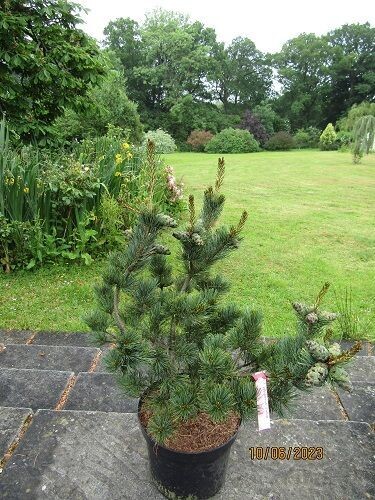 Pinus parviflora pentaphylla glauca 20L 80-90x75cm