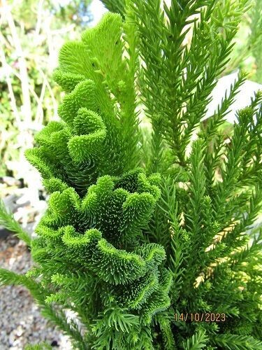 Cryptomeria japonica cristata 15L 110-120x up to 75cm