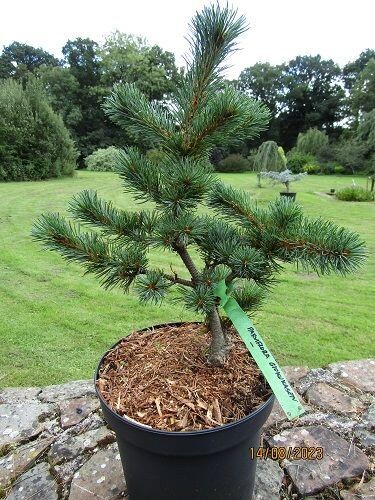 Pinus parviflora gyo-ku-sen (syn. ~gyok kasen hime) 5L 60-65x47cm UNDER REVIEW