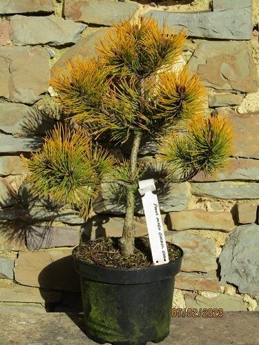 Pinus mugo golden glow 5L 40-45cm