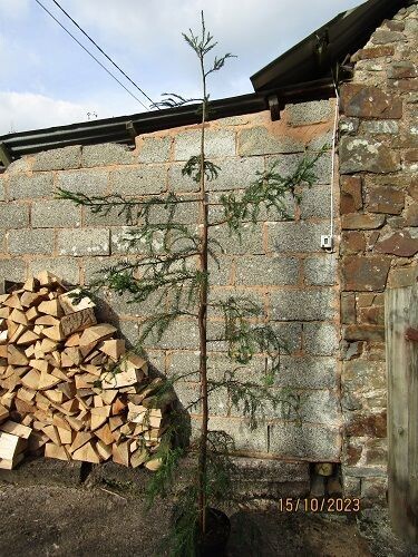 Sequoia sempervirens 15L 235-245cm