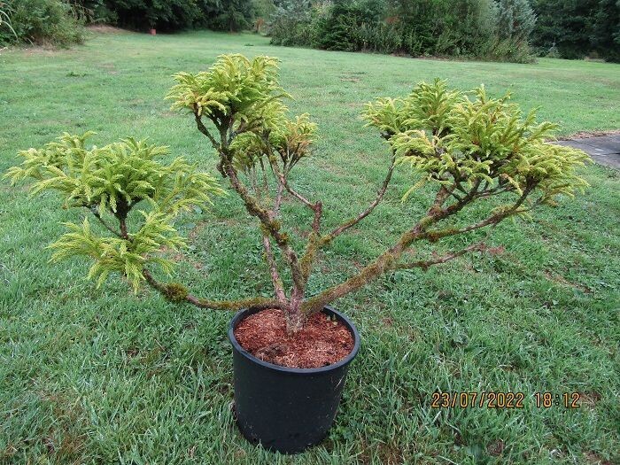 Cryptomeria japonica globosa nana pom pom/cloud tree, 15L 65-75x110cm EXACT ITEM OFFER UNDER REVIEW