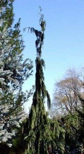 Xanthocyparis nootkatensis green arrow 30/43L 235-250cm, 250cm if fully caned now